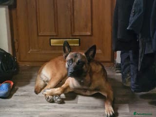 Belgian Shepherd Dog dogs Belgian Malinois - Advert 1