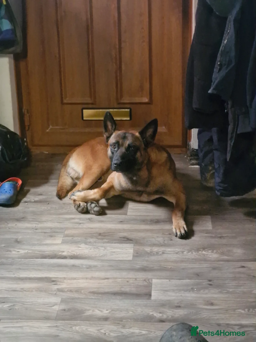 Belgian Shepherd Dog dogs for sale: Belgian Malinois  - Advert 1