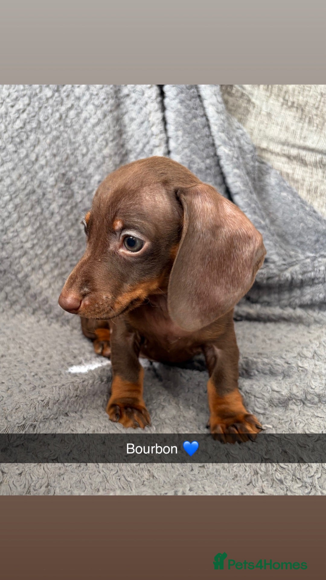 Miniature Dachshund dogs READY TO GO 🐾 KC Miniature Dachshund Puppies 🐾 - Advert 7