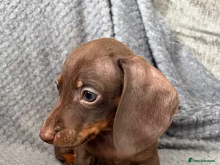 Miniature Dachshund dogs READY TO GO 🐾 KC Miniature Dachshund Puppies 🐾 - Advert 12