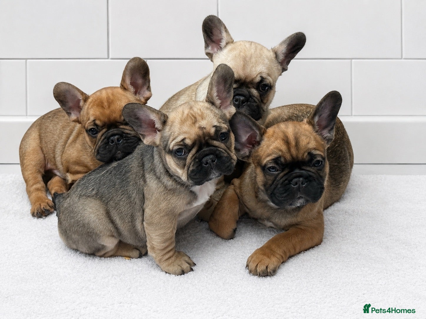 French Bulldog dogs TOP QUALITY KC REG FRENCH BULLDOG PUPPIES(HEALTHT) - Advert 11