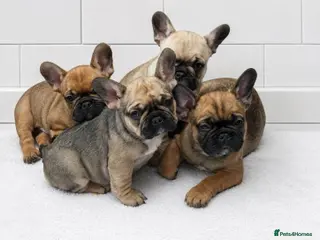 French Bulldog dogs TOP QUALITY KC REG FRENCH BULLDOG PUPPIES(HEALTHT) - Advert 11