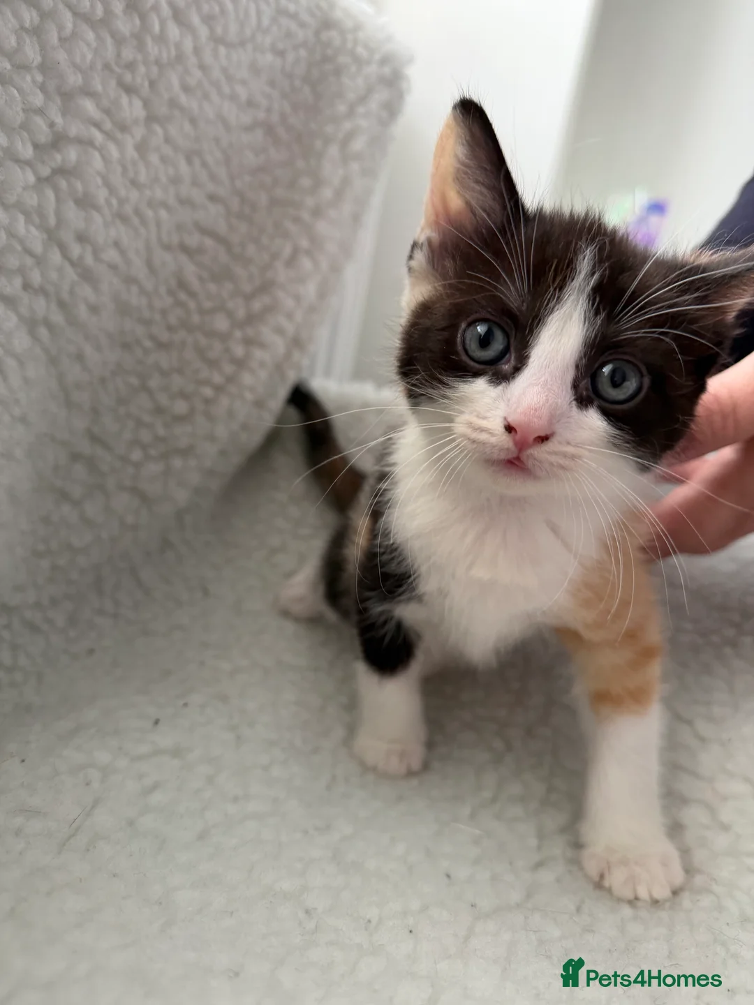 Mixed Breed cats for sale: Ragdoll sphinx mix  - Advert 4