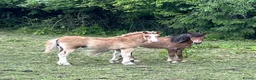 Welsh Section A horses for sale: Dapper Pony Open to Sensible Offers to Right Home - Advert 7