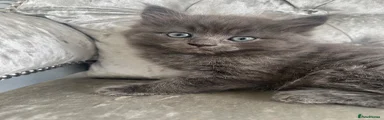 British blue ragdoll cross