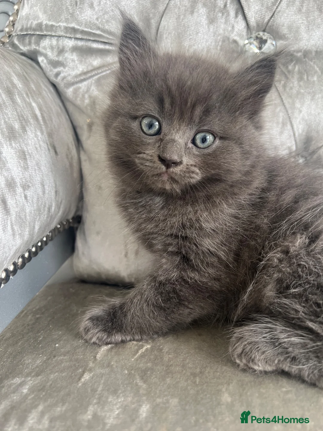 Mixed Breed cats for sale: READY NOW RAGDOLL BRITISH BLUE CROSS KITTENS - Advert 2