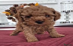 Cavapoo dogs for sale: F1bb extensively health tested caverpoo pups  - Advert 18