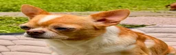 Chihuahua dogs for adoption: RHONDA – Chihuahua - Advert 4