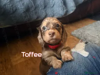 Miniature Dachshund dogs Longhaired Miniature Dachshunds KC Registered - Advert 4