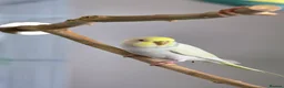 Budgerigars birds for sale: 4 Hand-Tame Budgies, Large Cage & All Accessories - Advert 5
