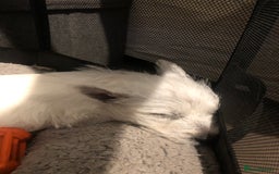West Highland Terrier dogs for sale: Beautiful west highland puppies for sale - Image 27
