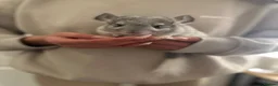 Chinchilla rodents for sale: Beautiful chinchilla kit male  - Advert 2