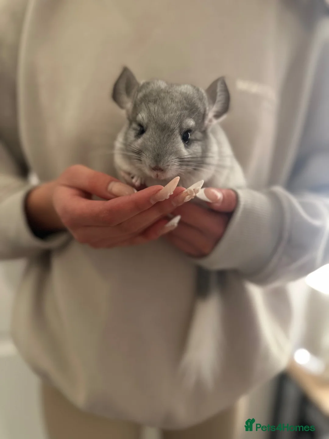 Chinchilla rodents for sale: Beautiful chinchilla kit male  - Advert 2