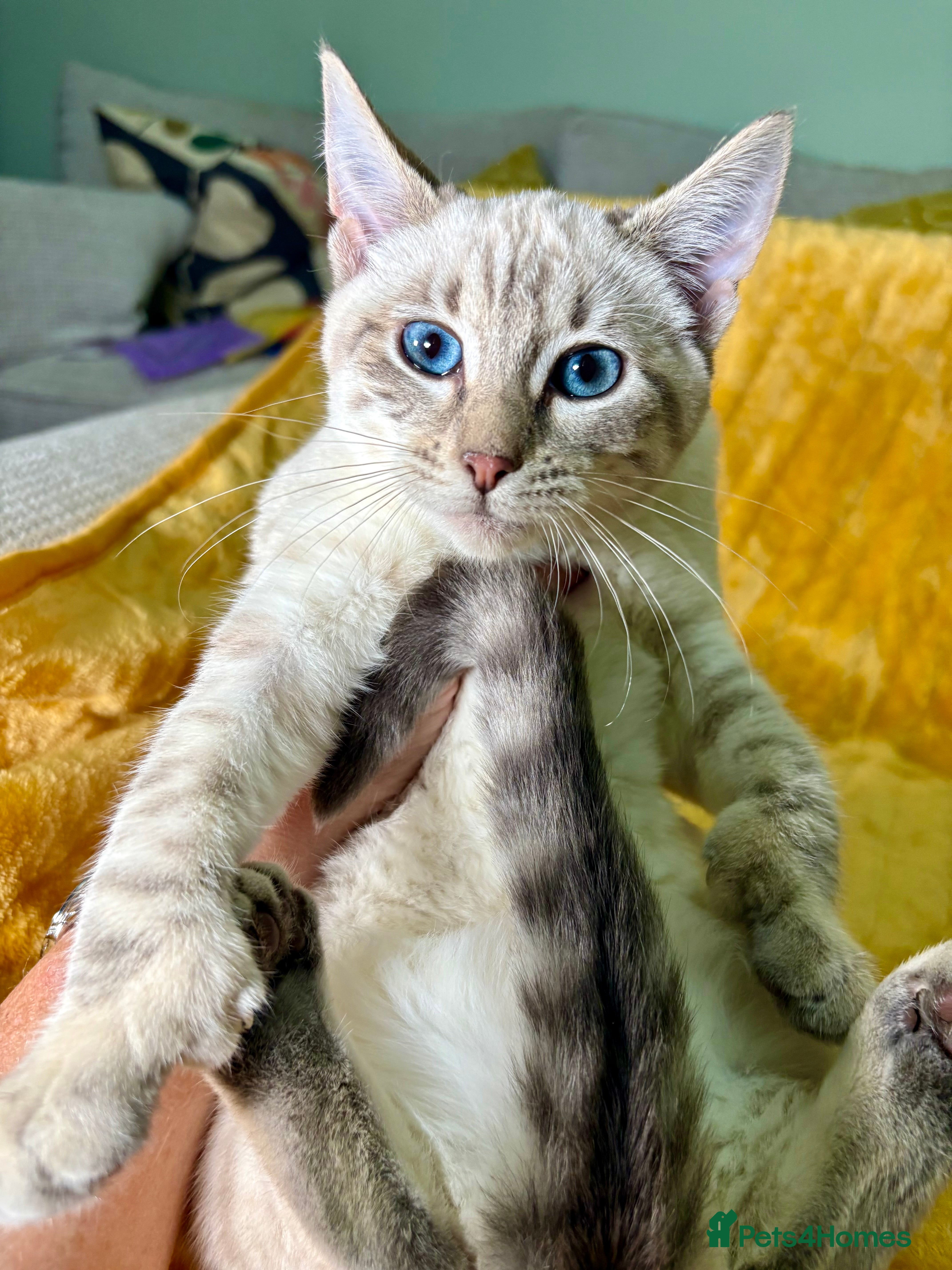 Bengal cats Breathtaking rare polydactyl snow leopard  - Advert 2