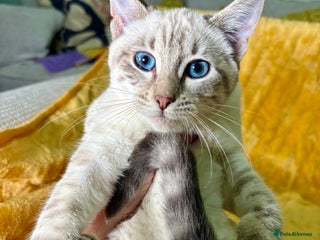 Bengal cats Breathtaking rare polydactyl snow leopard - Advert 17