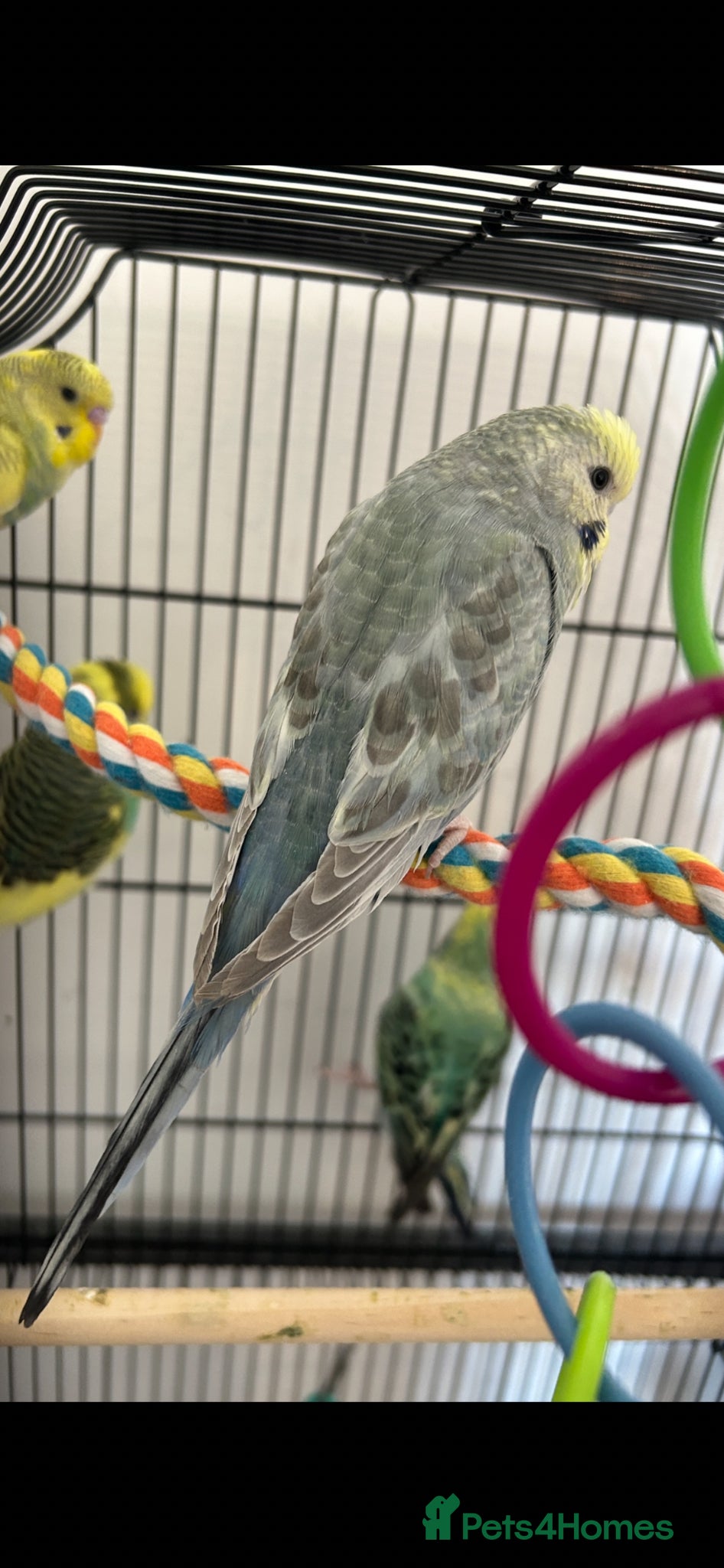 Budgerigars birds Budgies - Advert 1