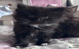 Persian cats for sale: Beautiful kittens girls  - Image 1