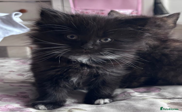 Persian cats - Advert 1