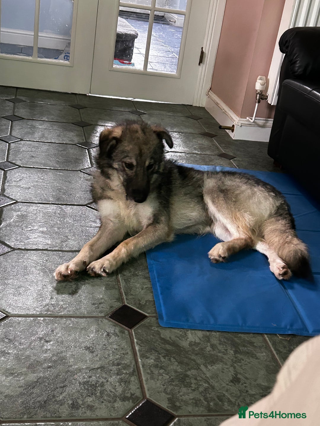 Mixed Breed dogs for sale: Adorable ODY - Image 10