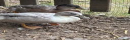 Ducks poultry for sale: Drake Call Ducks  - Advert 2
