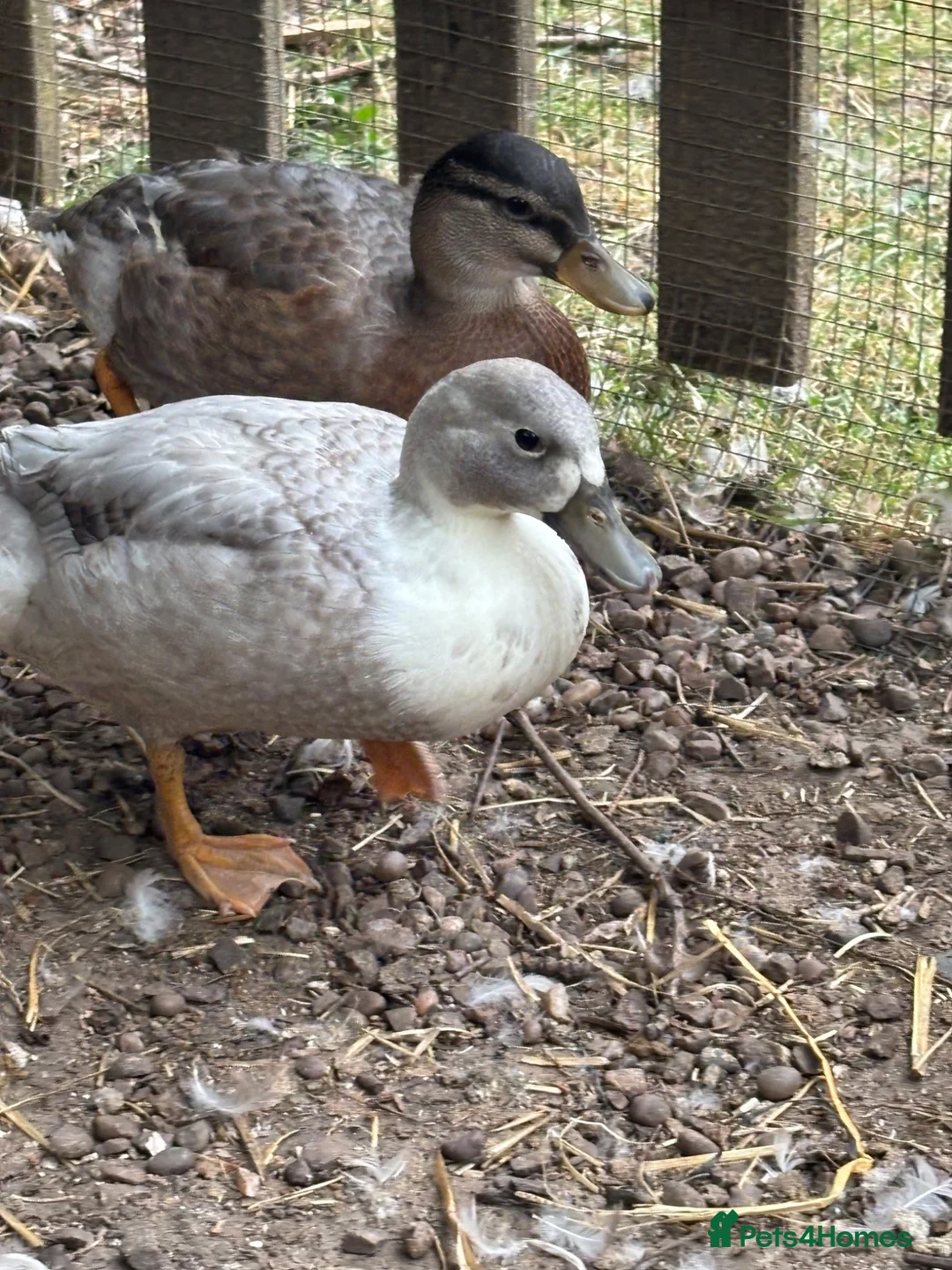 Ducks poultry for sale: Drake Call Ducks  - Advert 2