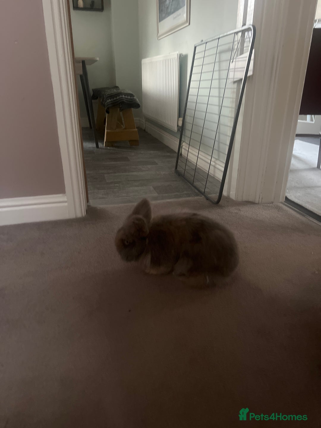 Lionhead rabbits for sale: Lionhead neutered house rabbit for rehome - Image 2
