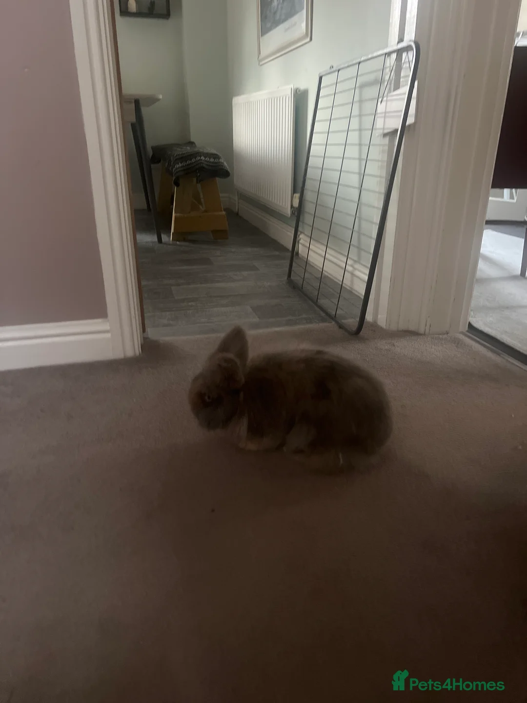 Lionhead rabbits for sale: Lionhead neutered house rabbit for rehome - Advert 2