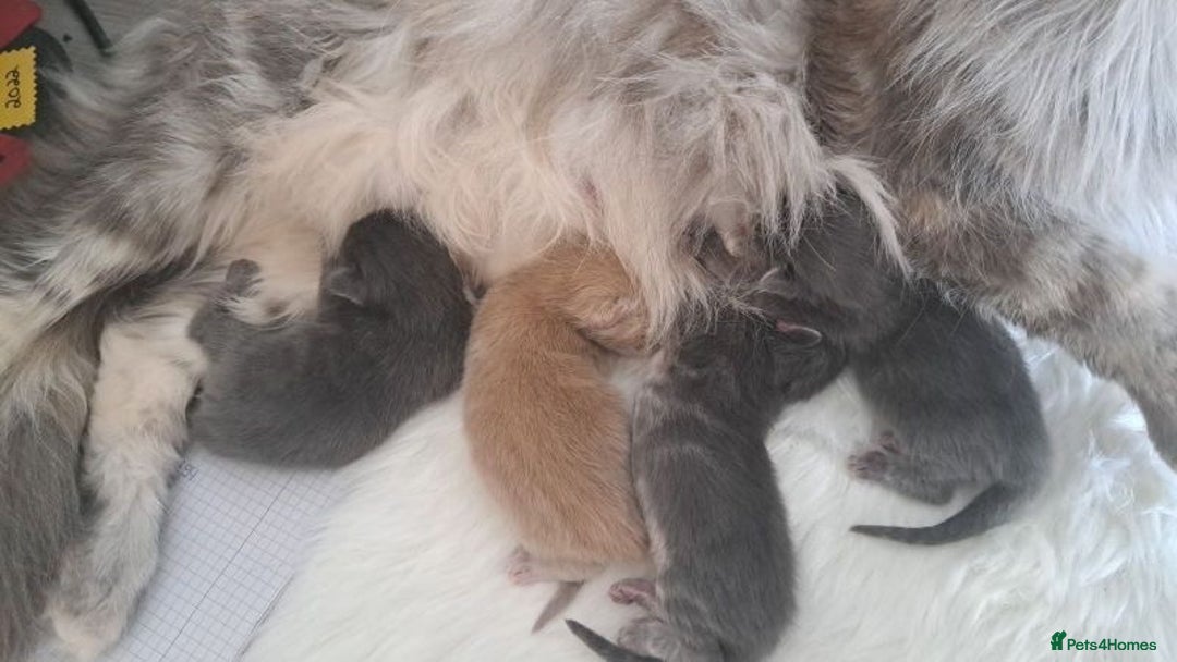Maine Coon cats for sale: Maine coon kittens for sale  - Image 1
