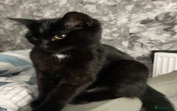 Domestic Shorthair cats for sale: Sweet black kitten Looking for her Forever Home - Image 7