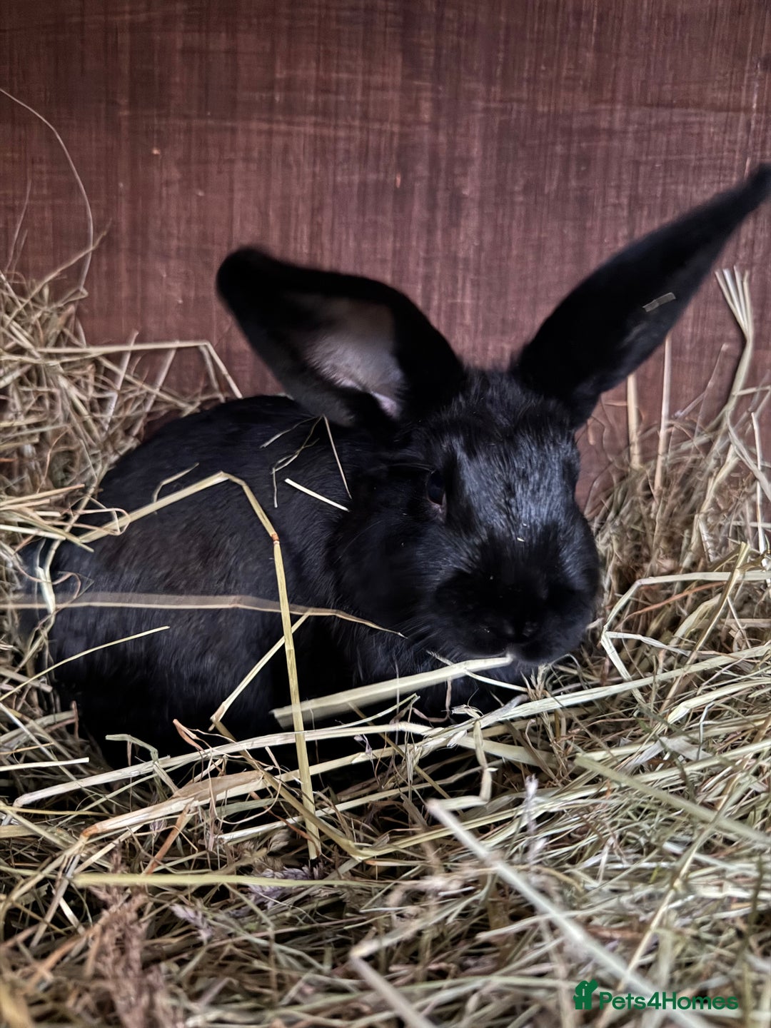 Mixed Breed rabbits for sale: Baby rabbits  - Advert 8