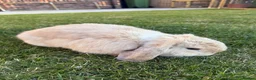 Mini Lop rabbits for sale: 2 Beautiful Mini Lop Rabbits with Premium Hutch - Advert 8