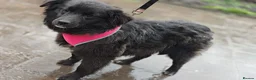 Mixed Breed dogs for adoption: ❤️🐶 YUKI & FIFI – TWO HEARTS, ONE LITTLE TEAM in Burton-on-Trent - Advert 26