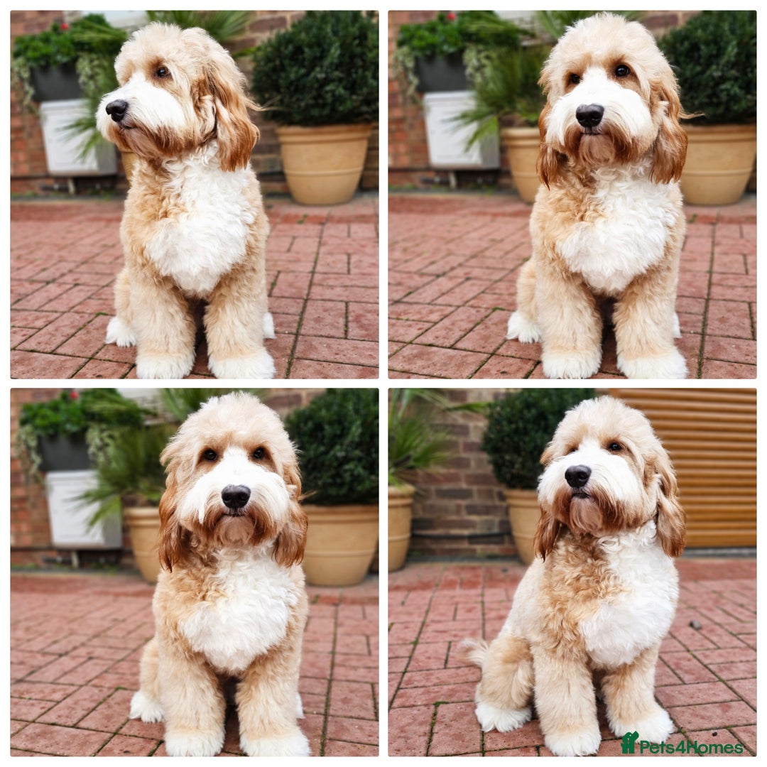 Australian Labradoodle dogs for stud: HIP 0/0 ELBOW 0/0! 100% AUSTRALIAN LABRADOODLE - Advert 40