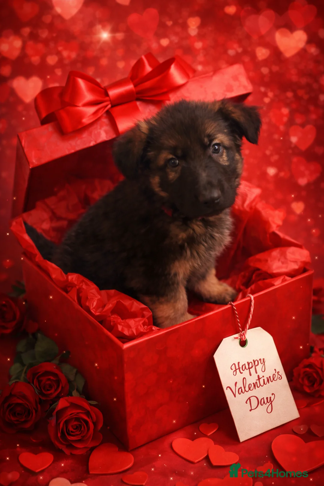 German Shepherd dogs for sale: 1 girl left - Adorable German Shepherd puppies - Advert 1