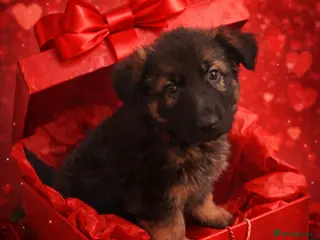 German Shepherd dogs Adorable German Shepherd puppies - Advert 5