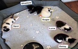 British Shorthair cats for sale: Kittens for sale - Image 2