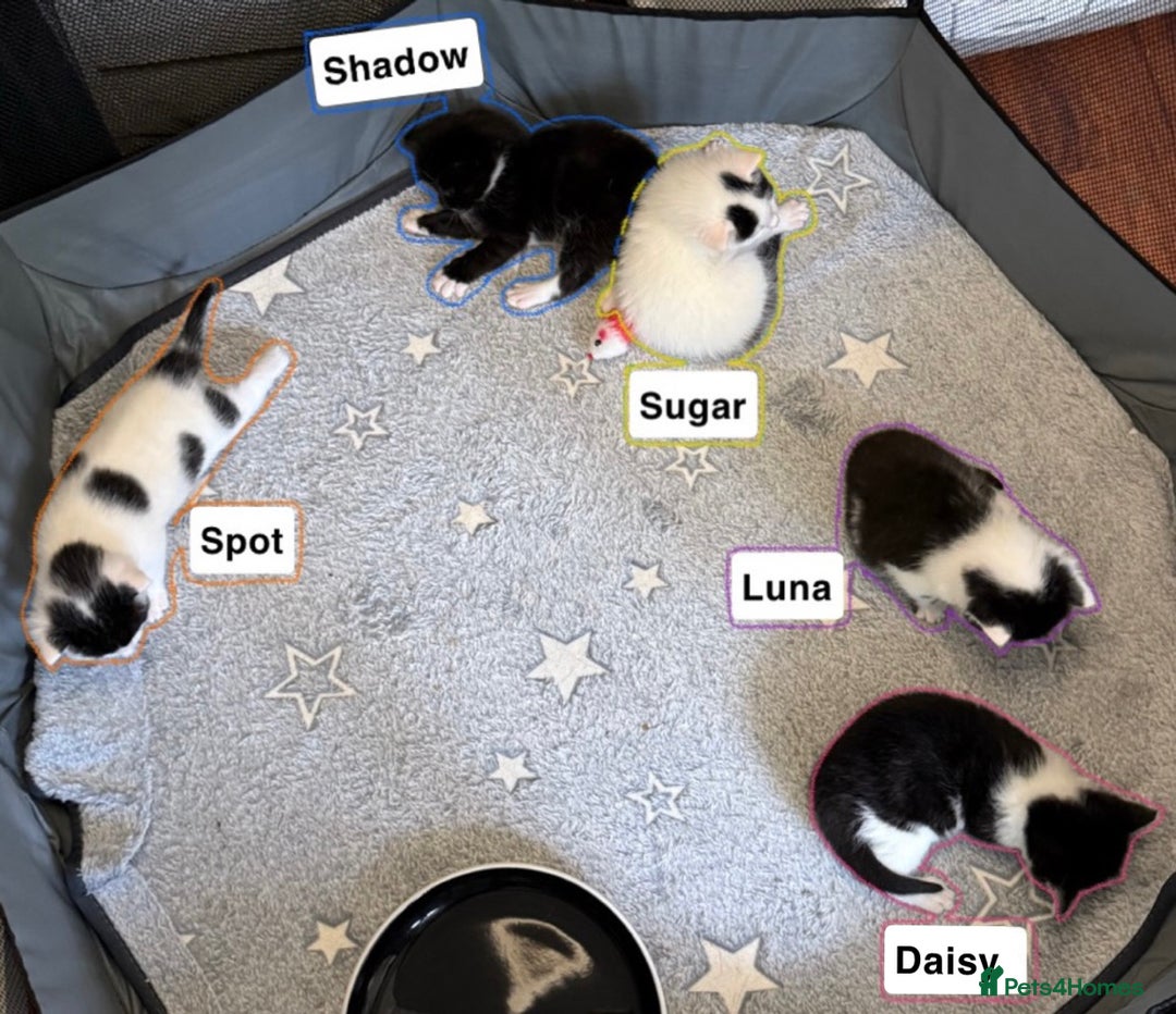 British Shorthair cats for sale: Kittens for sale - Image 2