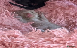 British Shorthair cats for sale: Cat with 6 kittens  - Image 13
