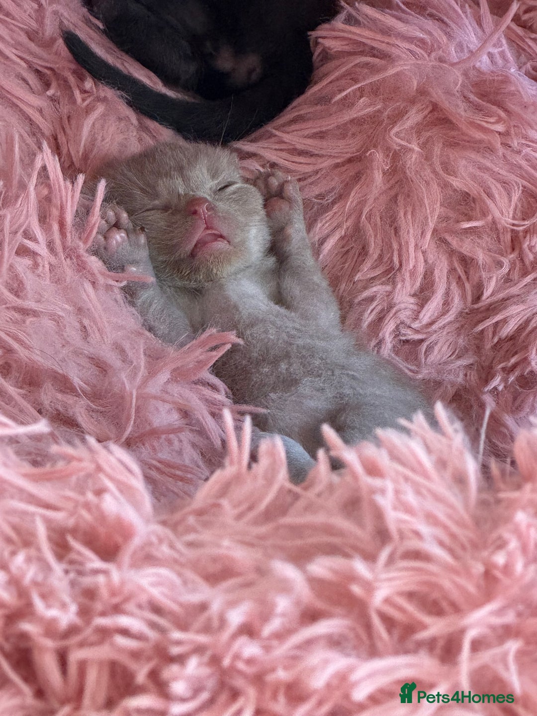 British Shorthair cats for sale: Cat with 6 kittens  - Image 13