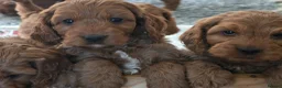 Cockapoo dogs for sale: Stunning f1 fox red cockapoos  - Advert 5