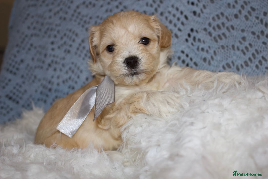 Maltipoo dogs for sale: F1 small Maltipoo puppies - Image 36