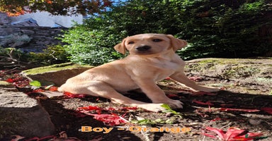 Mixed Breed dogs - Advert 1