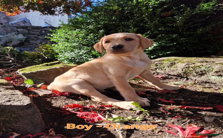 Mixed Breed dogs - Advert 1