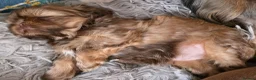 Shih Tzu dogs for sale: Stunning KC registered Imperial Shih Tzu puppies - Advert 7