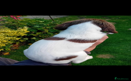 English Springer Spaniel dogs for sale: 2 English springer spaniel bitches  - Image 2