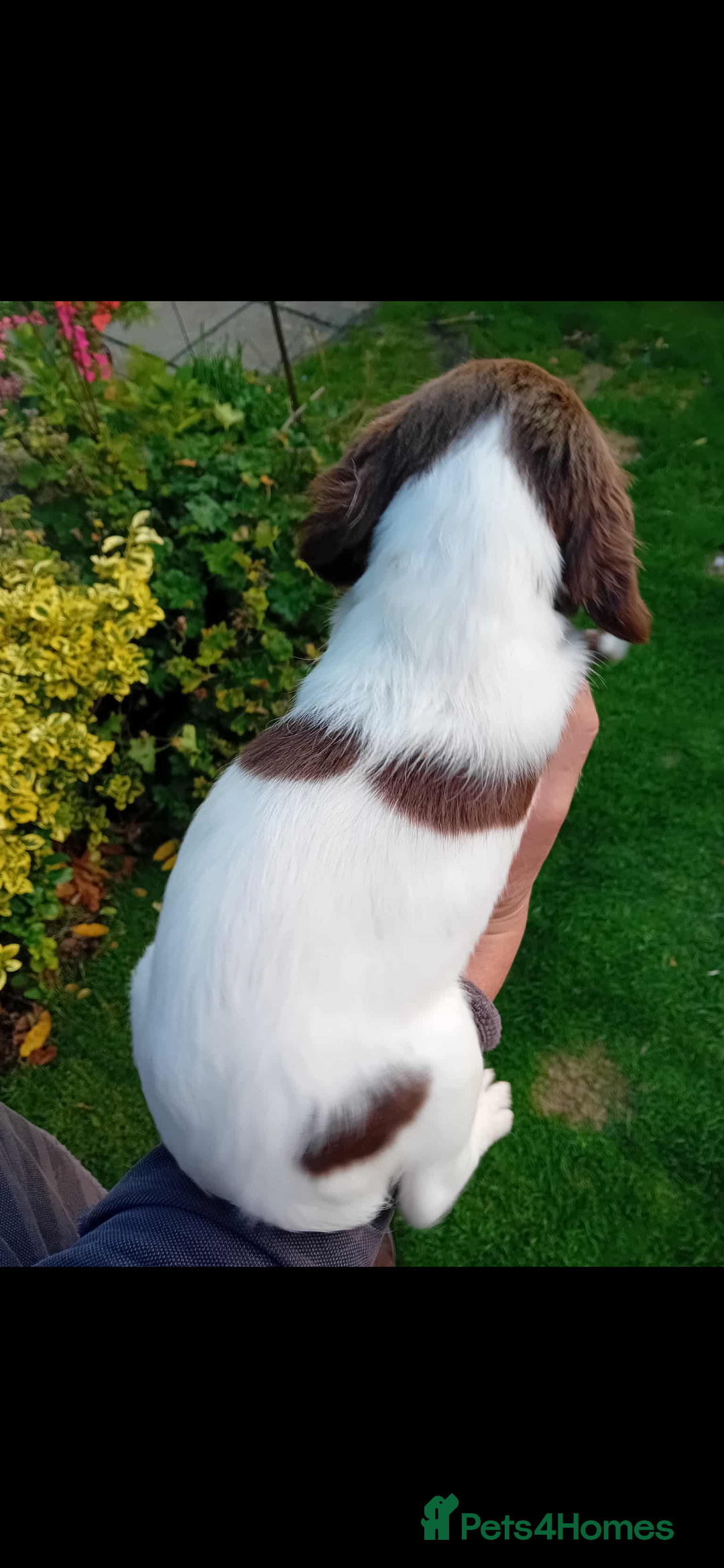 English Springer Spaniel dogs for sale: 2 English springer spaniel bitches  - Image 2