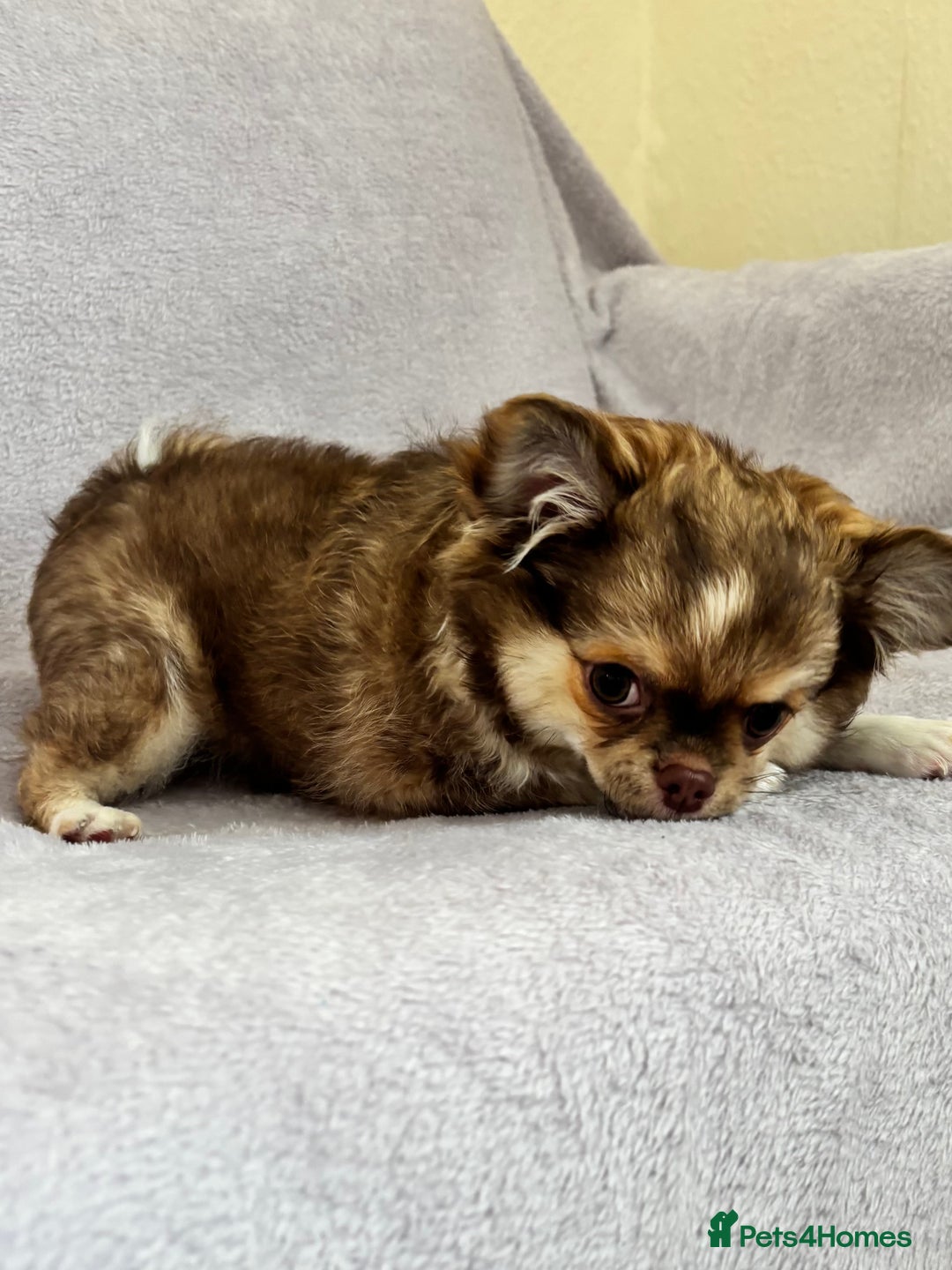Chihuahua dogs for sale: Beautiful tiny puppies, Chihuahua - Advert 9