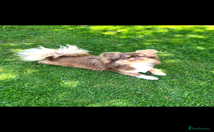 Chihuahua dogs - Advert 1