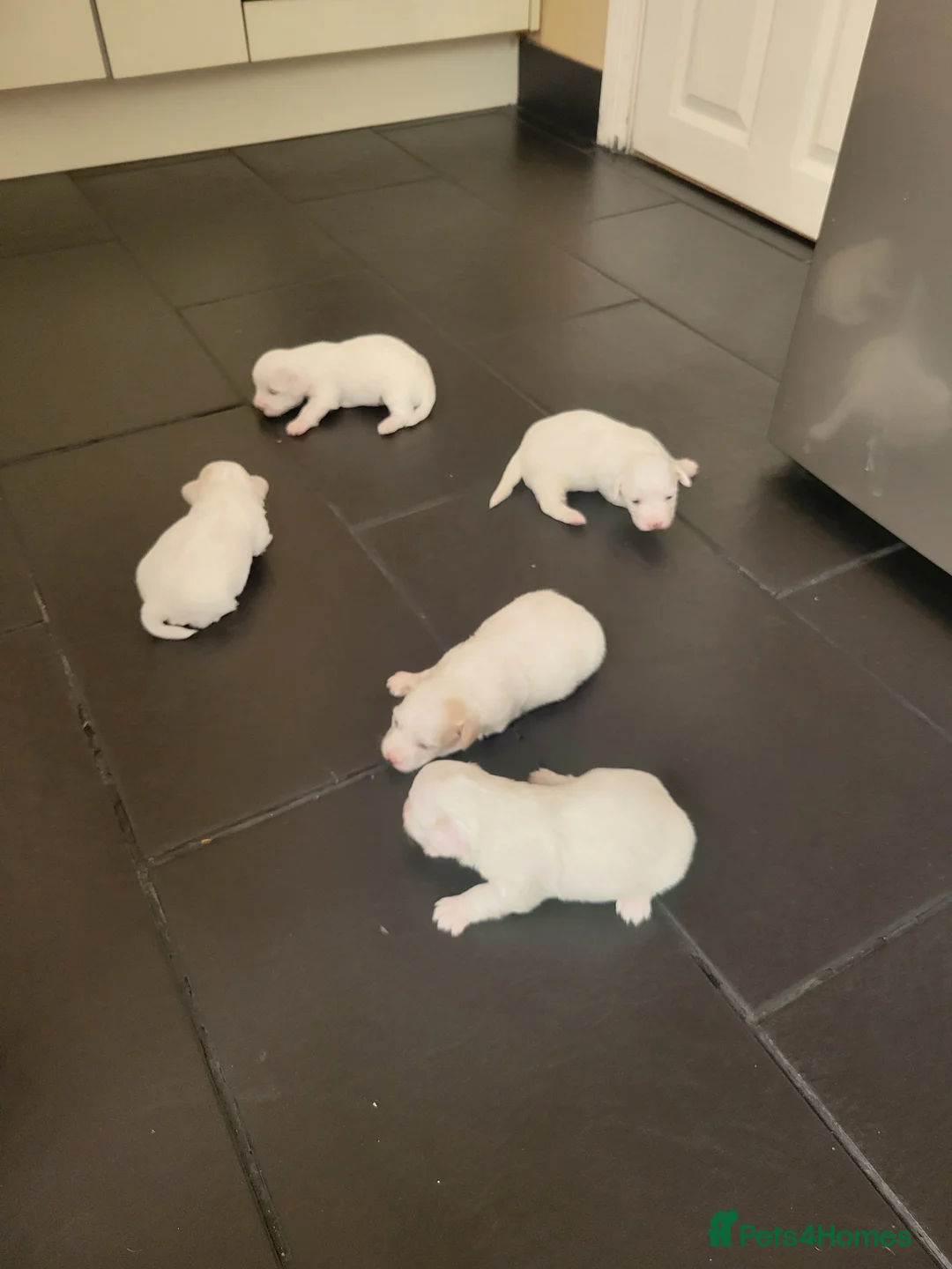 Bichon Frise dogs for sale: Bichon maltese mini in Rowley Regis - Advert 3