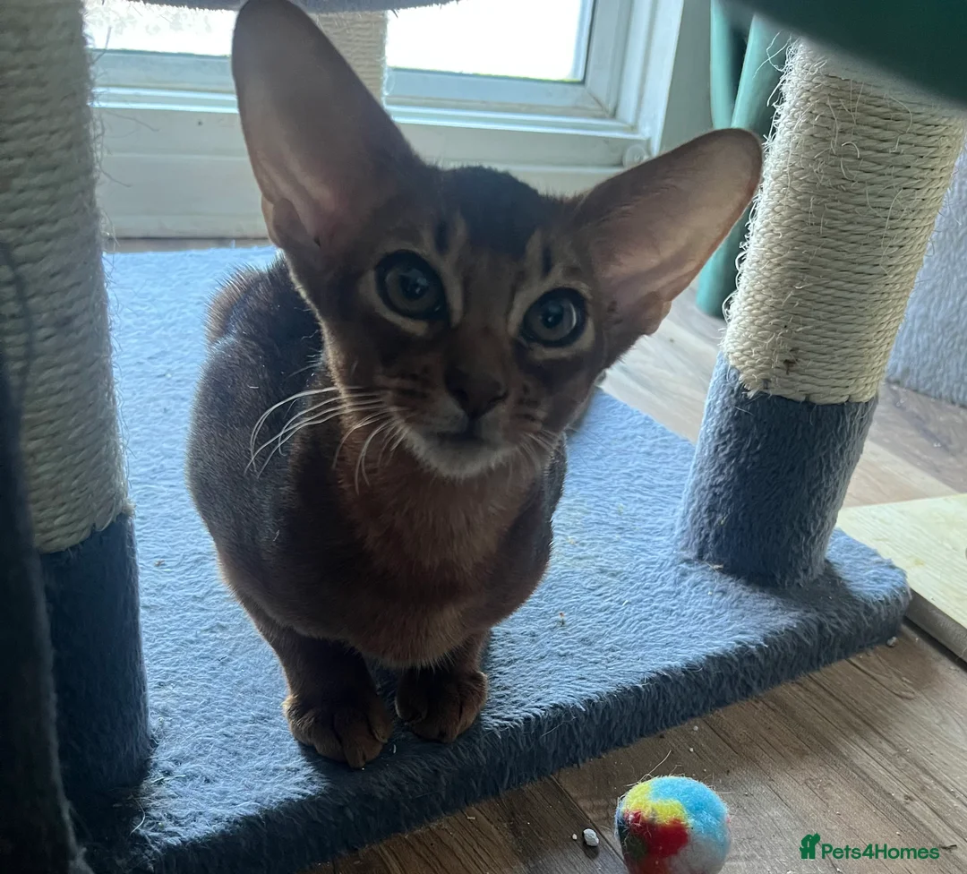 Abyssinian cats for sale: Beautiful Abyssinian boys - Advert 8